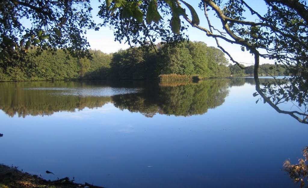 Durch die Blätter des Uferbewuchses ist der Sankelmarker See mit seiner spiegelglatten Oberfläche zu sehen.