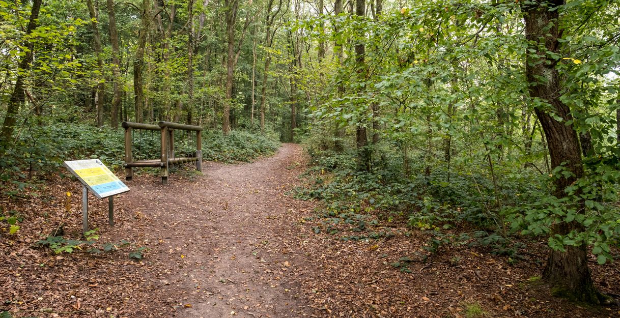 Ein Waldweg mit einem Fitnessgerät und einer Informationstafel am Rand.