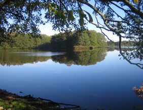 Durch die Blätter des Uferbewuchses ist der Sankelmarker See mit seiner spiegelglatten Oberfläche zu sehen.
