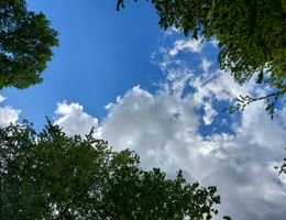 Blick von unten auf einen blauen Himmel mit weißen Wolken, umrahmt von grünen Baumkronen.
