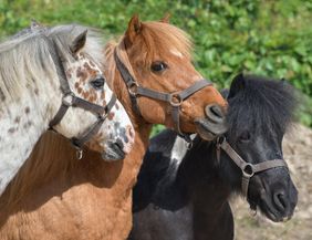 Three horses are standing next to each other. They have different colors and are wearing halters.