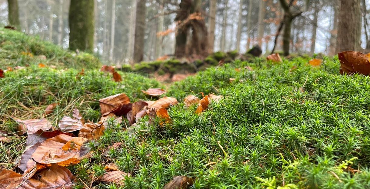 Nahaufnahme von Moos und Laub auf dem Waldboden mit Bäumen im Hintergrund.