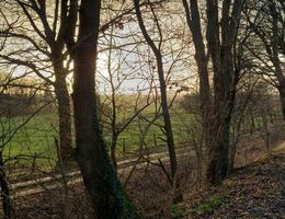 Sonnenuntergang hinter Bäumen mit Blick auf eine grüne Wiese.